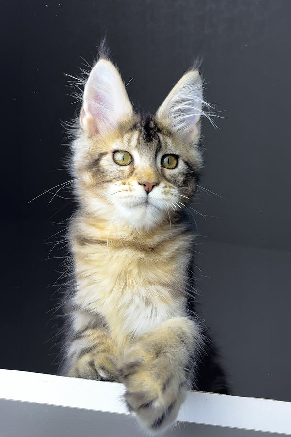 Rochelle | Golden Maine Coon Kitten