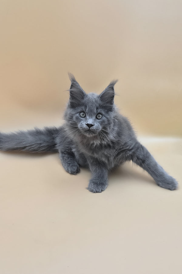 Rocket | Maine Coon Kitten