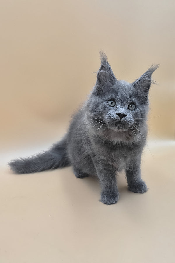 Rocket | Maine Coon Kitten