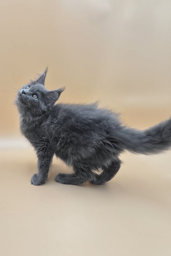 Rocket | Maine Coon Kitten