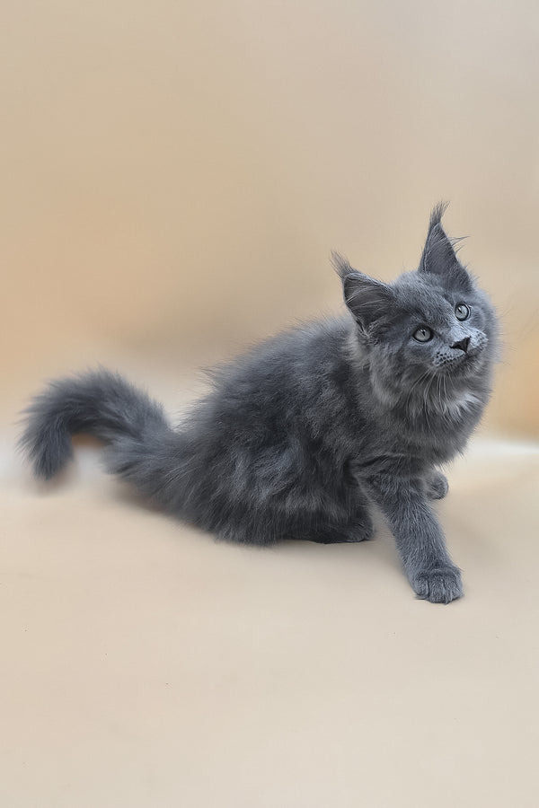 Rocket | Maine Coon Kitten