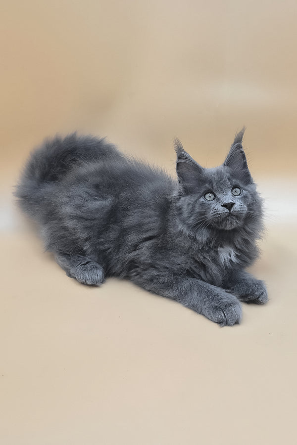 Rocket | Maine Coon Kitten