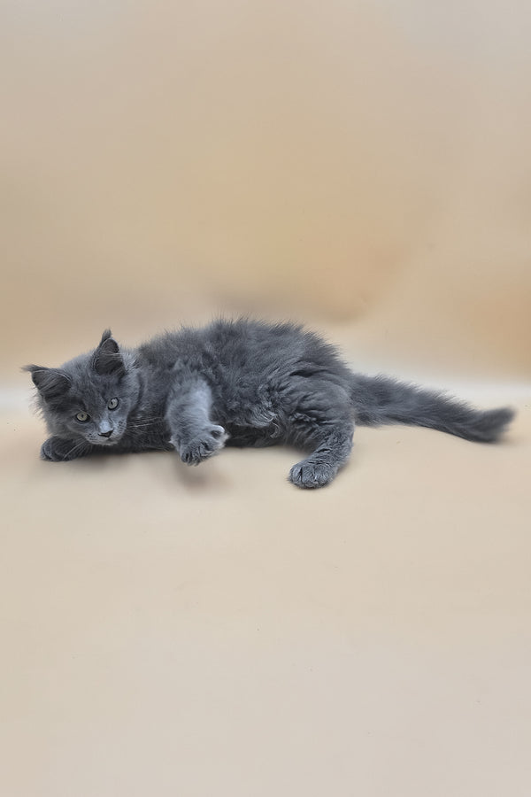 Rocket | Maine Coon Kitten