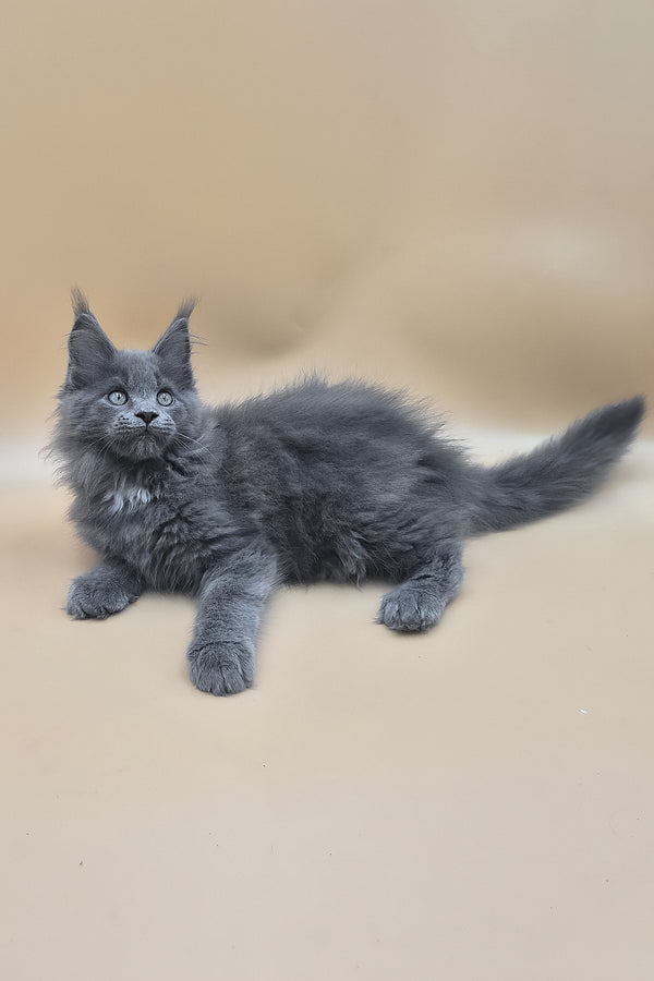 Rocket | Maine Coon Kitten