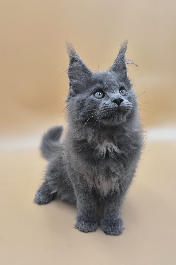 Rocket | Maine Coon Kitten