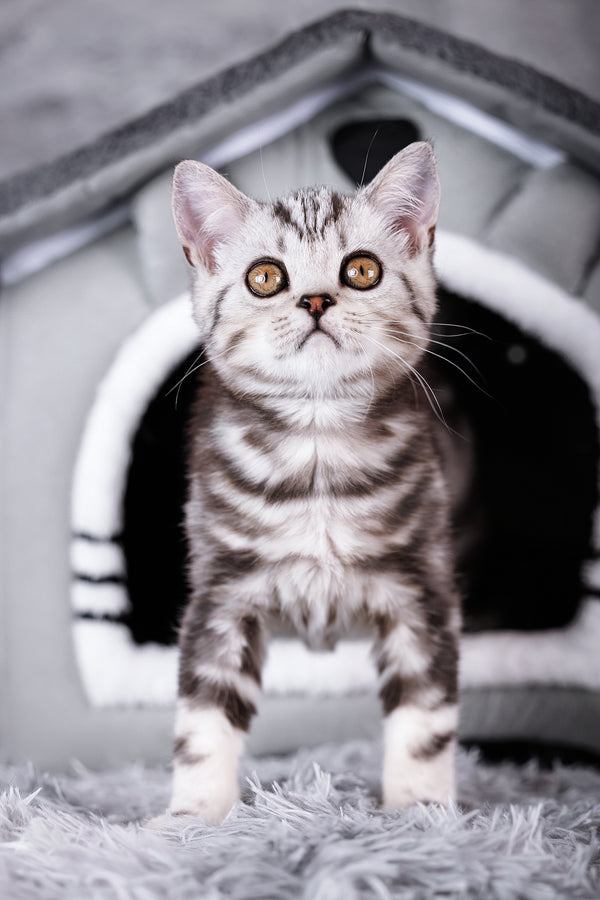 Rusty | Scottish Straight Kitten