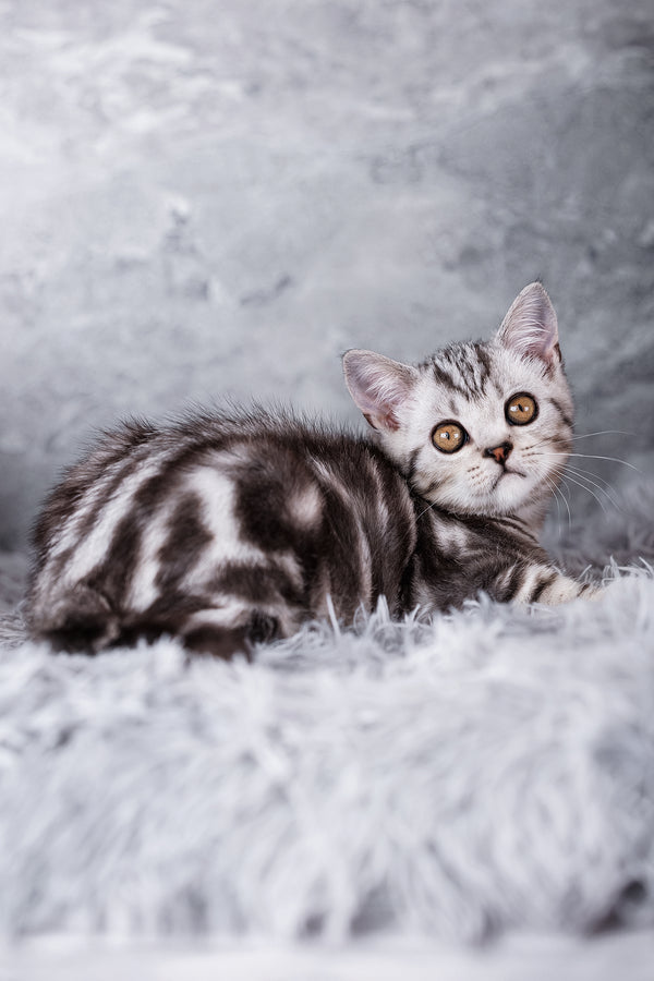 Rusty scottish straight kitten with fluffy black silver marble fur and striking orange eyes resting on white surface