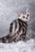 Rusty | Scottish Straight Kitten