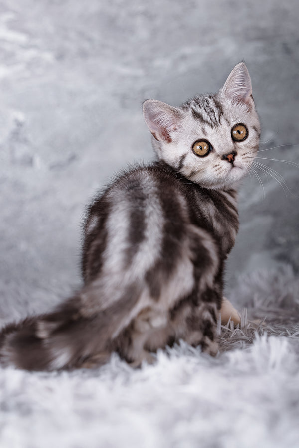 Rusty scottish straight kitten with black silver marble coat and striking orange eyes sitting on white surface