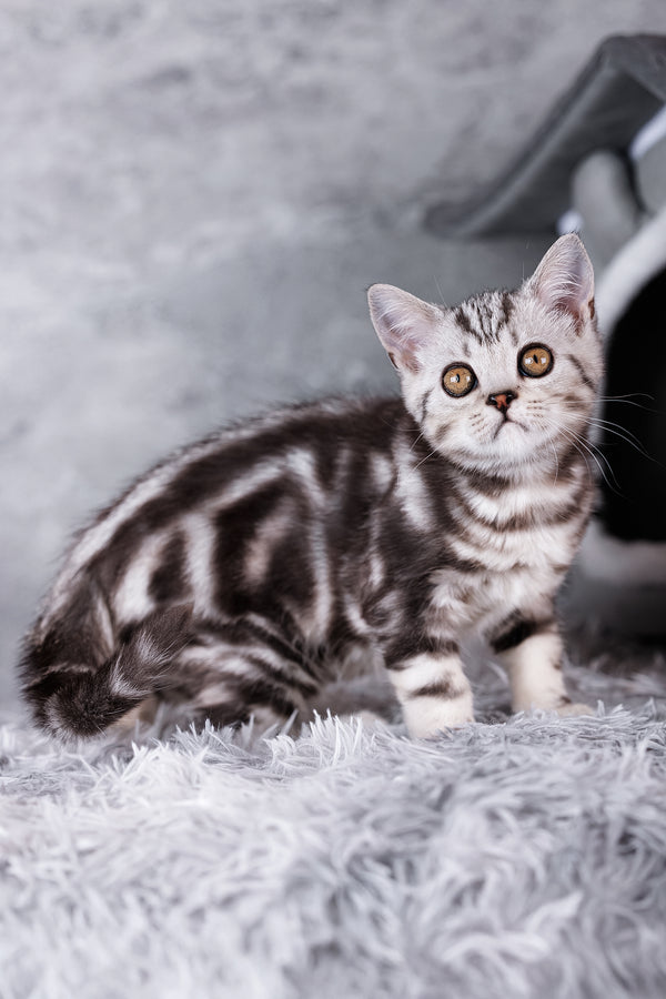 Rusty scottish straight kitten with black silver marble coat and striking orange eyes sitting on white rug