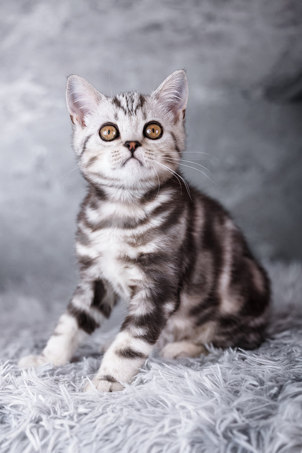 A fluffy silver tabby scottish straight kitten with striking orange eyes sits on a soft white surface
