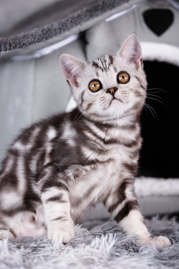 Adorable scottish straight kitten rusty with black silver marble soft fur and striking orange eyes sitting on a gray rug