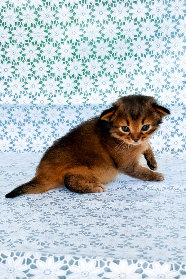 Roger | Somali Kitten