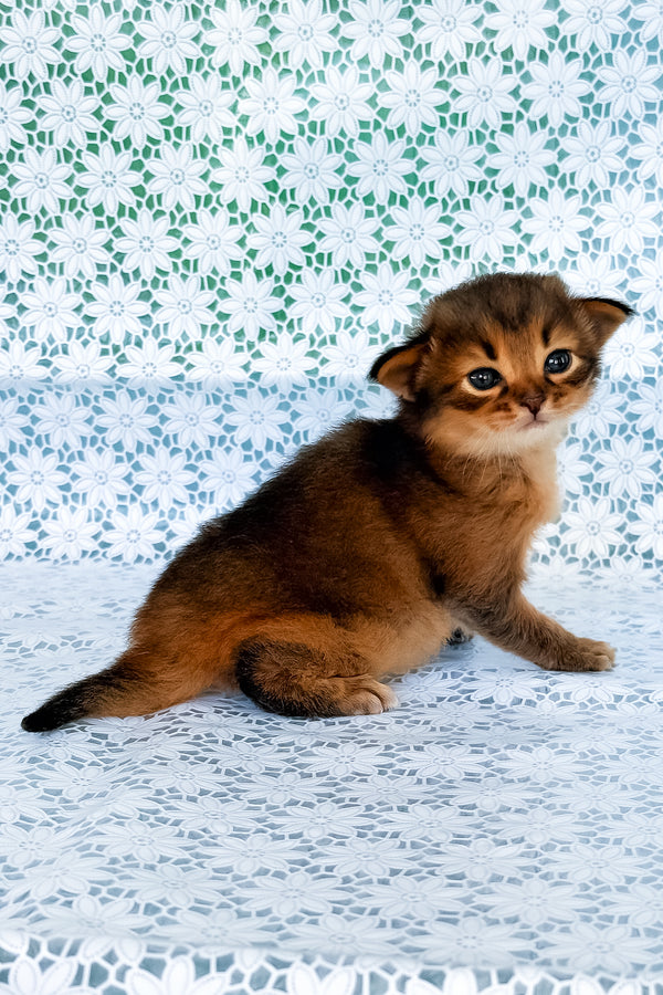 Roger | Somali Kitten