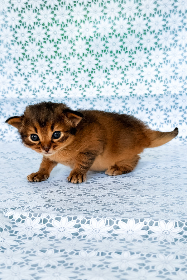 Roger | Somali Kitten