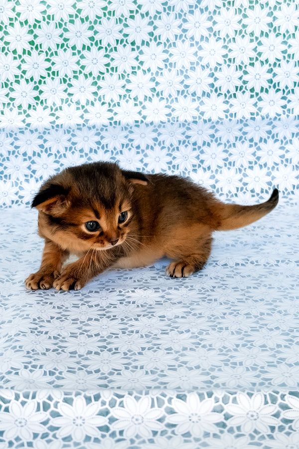 Roger | Somali Kitten