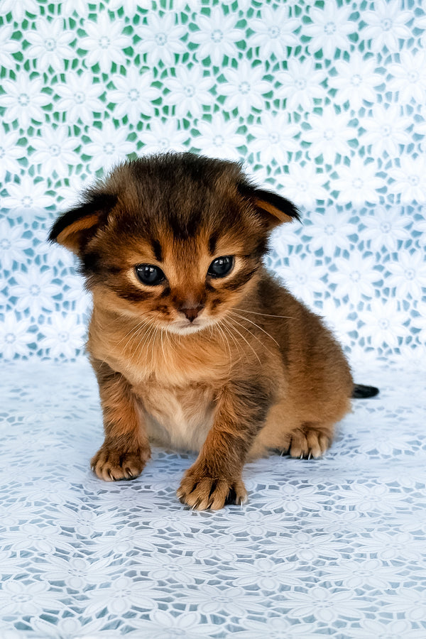 Roger | Somali Kitten