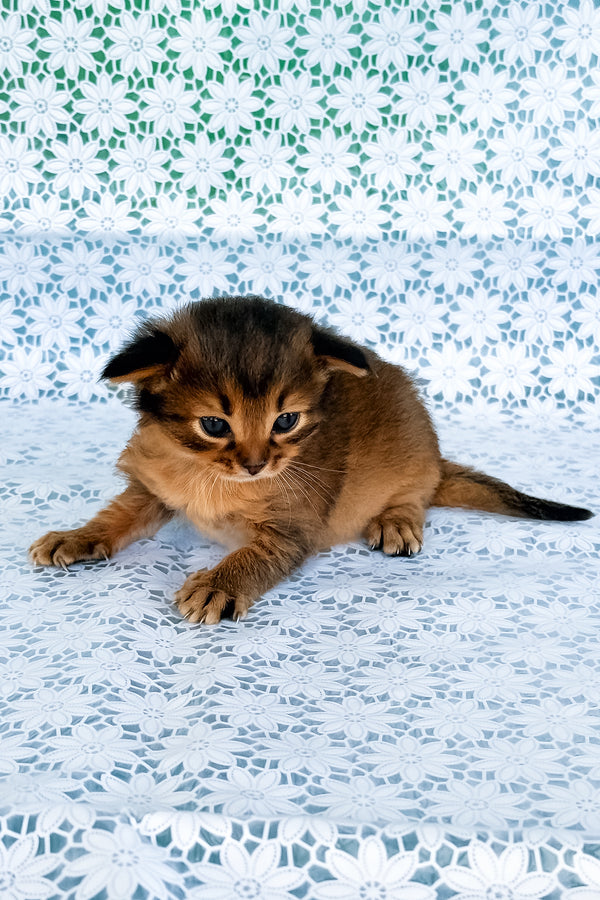 Roger | Somali Kitten