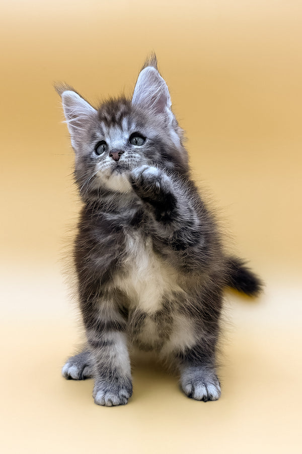 Rokki | Maine Coon Kitten