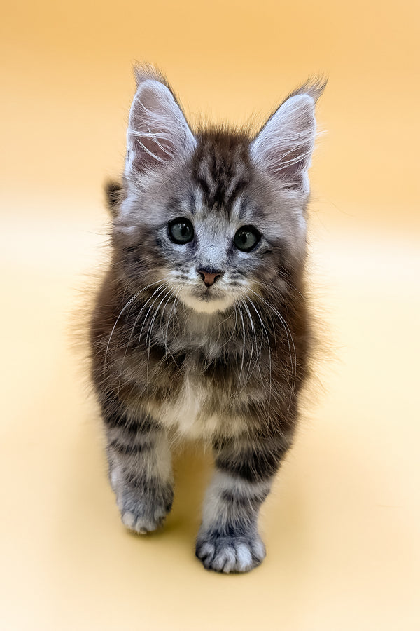 Rokki | Maine Coon Kitten