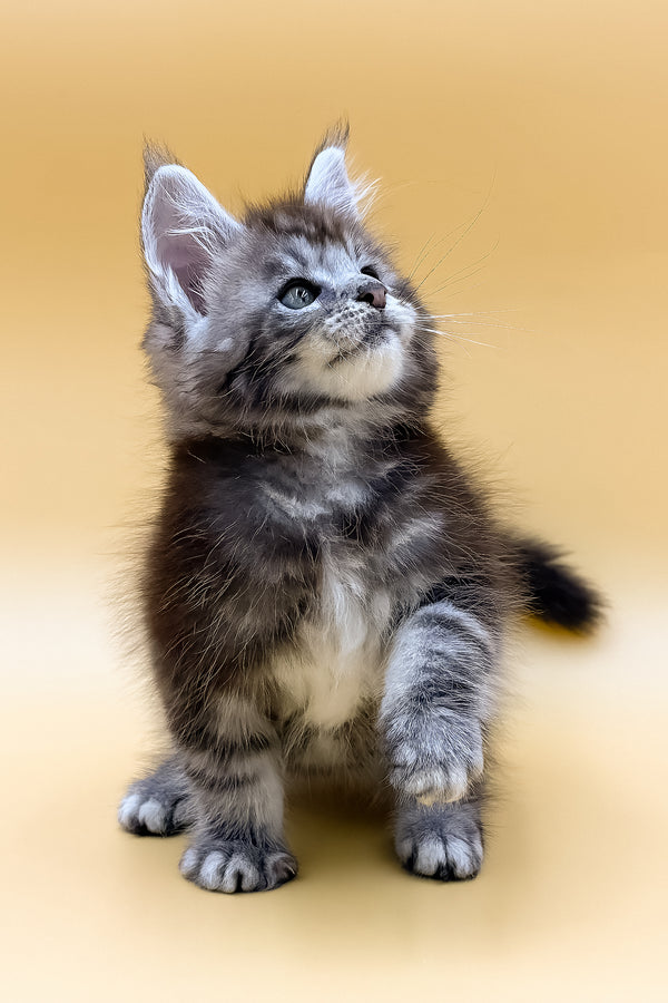 Rokki | Maine Coon Kitten