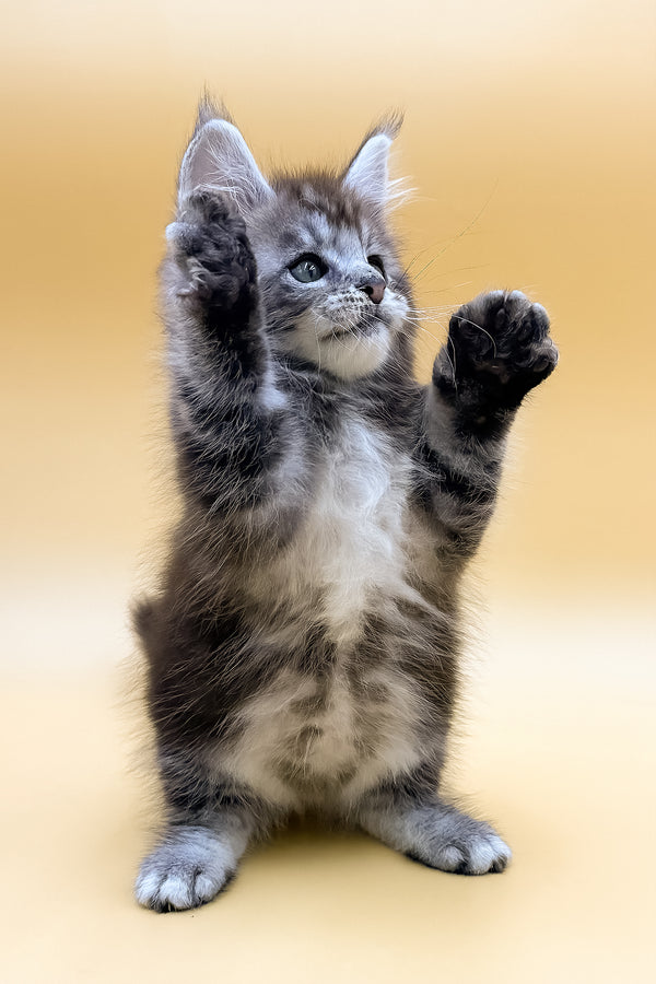 Rokki | Maine Coon Kitten