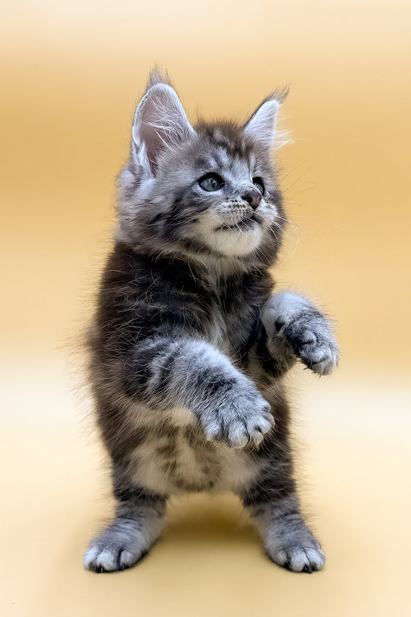 Rokki | Maine Coon Kitten