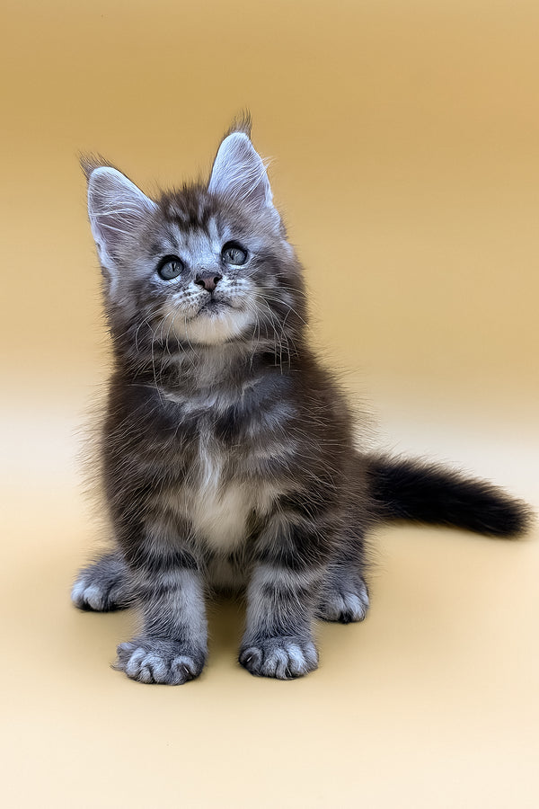 Rokki | Maine Coon Kitten