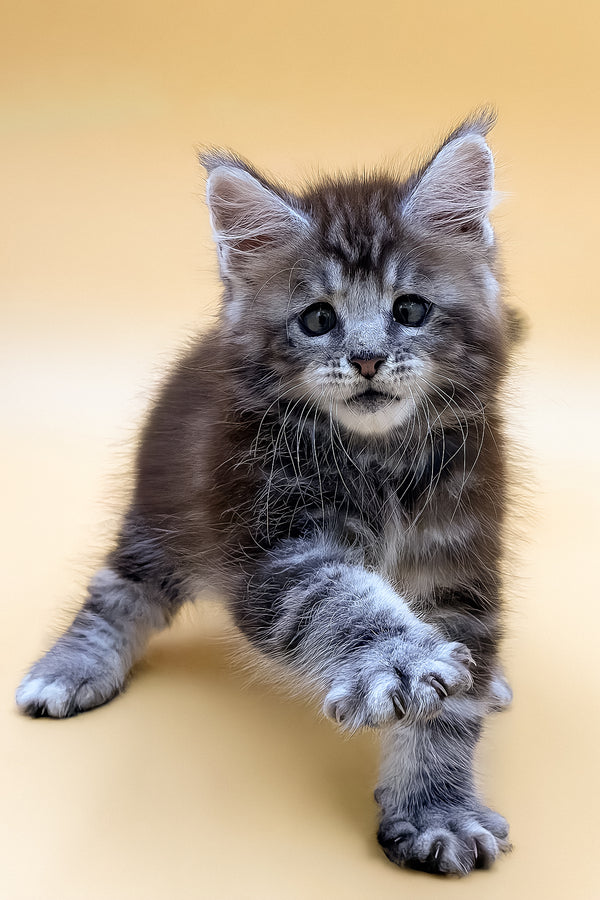 Rokki | Maine Coon Kitten