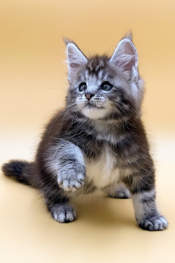 Rokki | Maine Coon Kitten