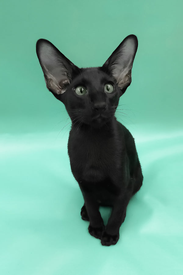 Romeo | Oriental Shorthair Kitten