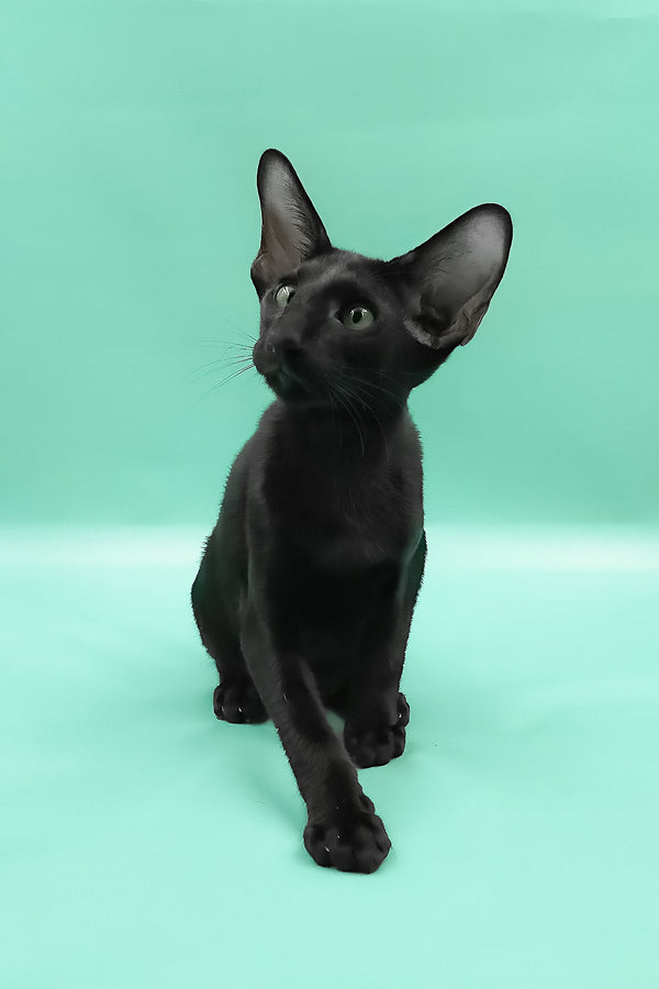 Romeo | Oriental Shorthair Kitten