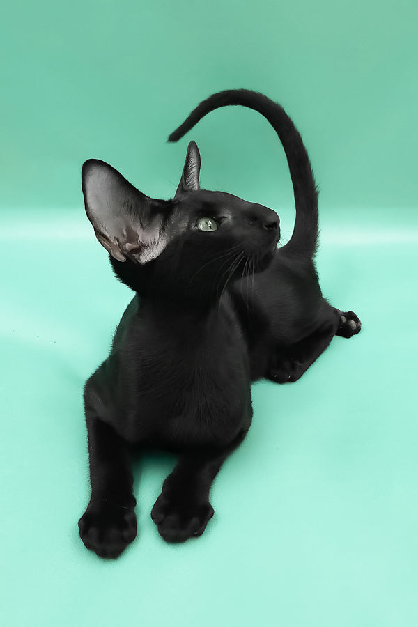 Romeo | Oriental Shorthair Kitten