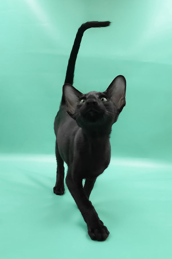 Romeo | Oriental Shorthair Kitten