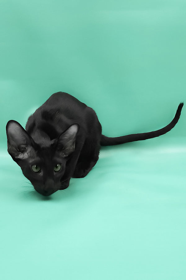 Romeo | Oriental Shorthair Kitten