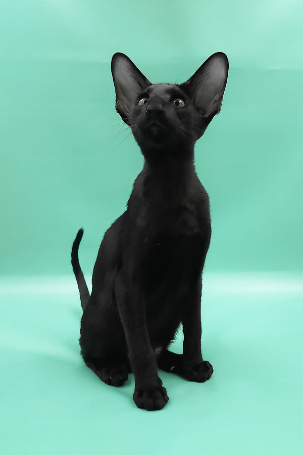 Romeo | Oriental Shorthair Kitten