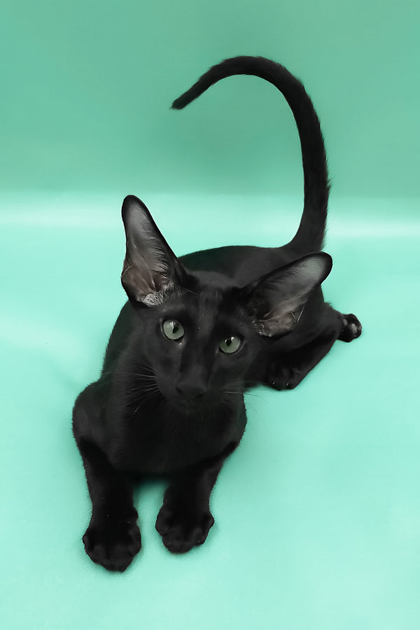 Romeo | Oriental Shorthair Kitten
