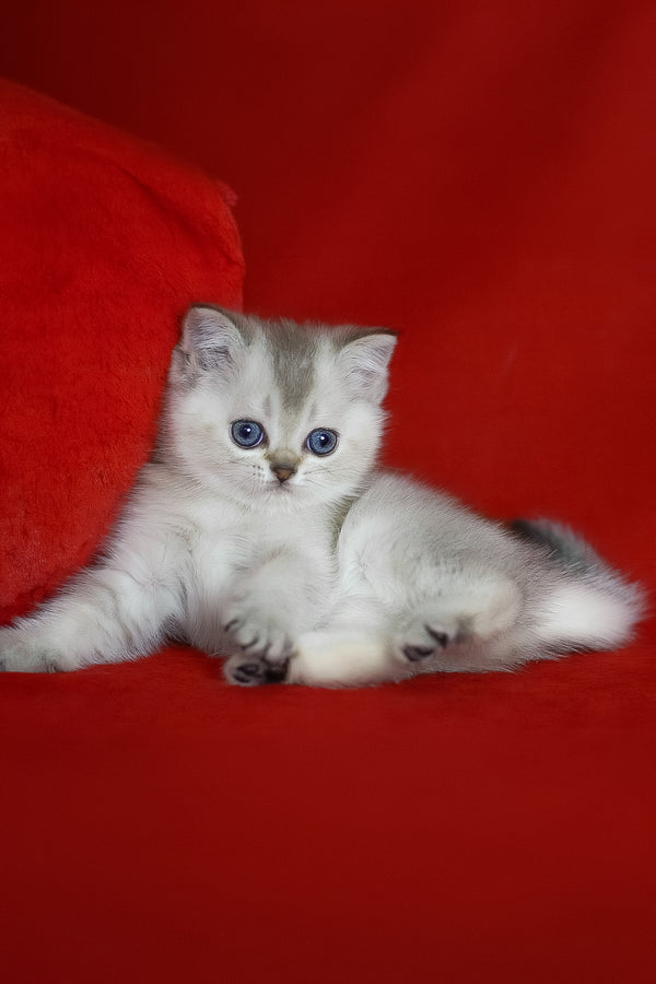 Romeo | Scottish Straight Kitten