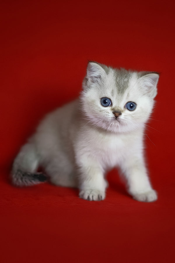 Romeo | Scottish Straight Kitten