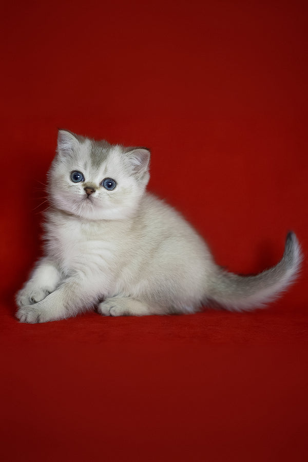 Romeo | Scottish Straight Kitten