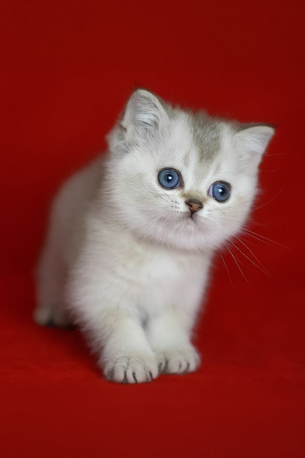 Romeo | Scottish Straight Kitten