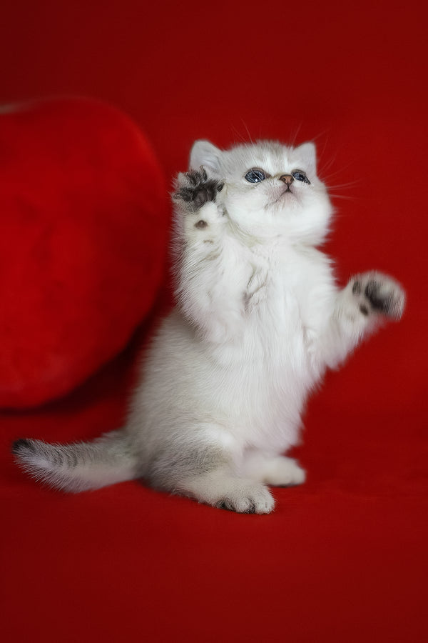 Romeo | Scottish Straight Kitten