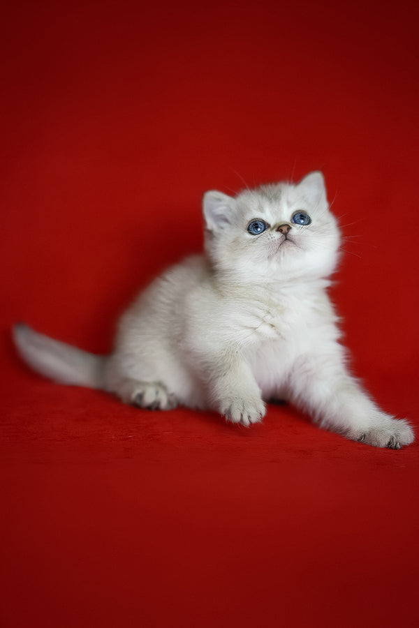Romeo | Scottish Straight Kitten