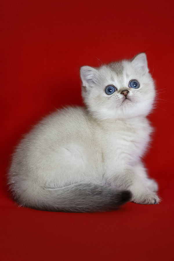 Romeo | Scottish Straight Kitten