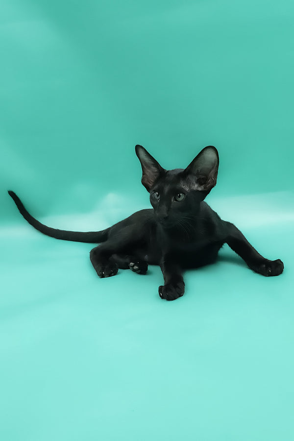 Romeo | Oriental Shorthair Kitten