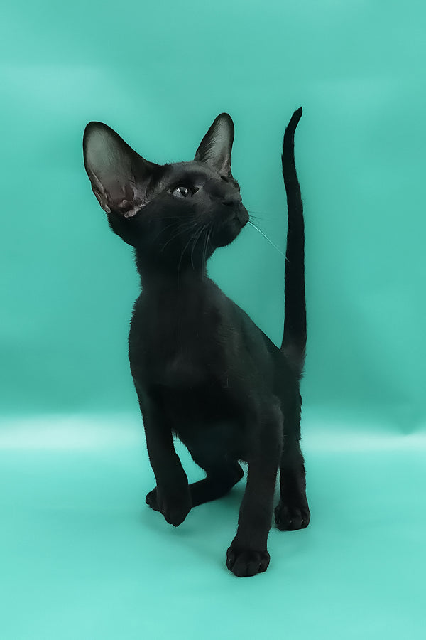 Romeo | Oriental Shorthair Kitten