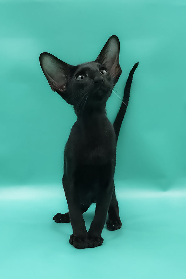 Romeo | Oriental Shorthair Kitten