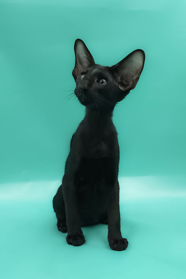 Romeo | Oriental Shorthair Kitten