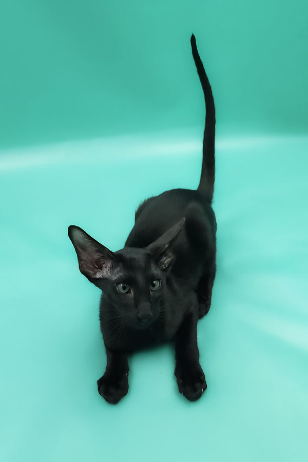 Romeo | Oriental Shorthair Kitten