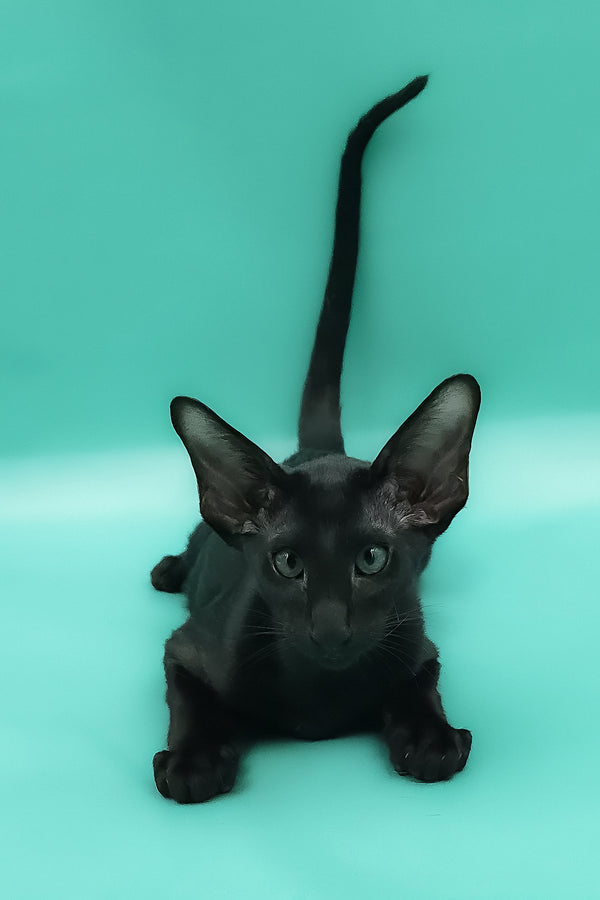Romeo | Oriental Shorthair Kitten